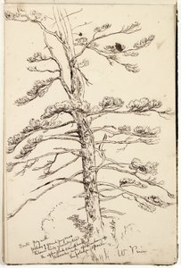 ホワイトパイン、1832年（紙に鉛筆の上にペンとインク） 作： Thomas Cole
